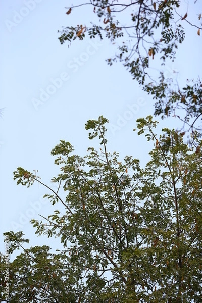 Obraz birds on a branch