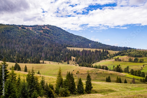 Fototapeta forest of coniferous trees in the mountains.