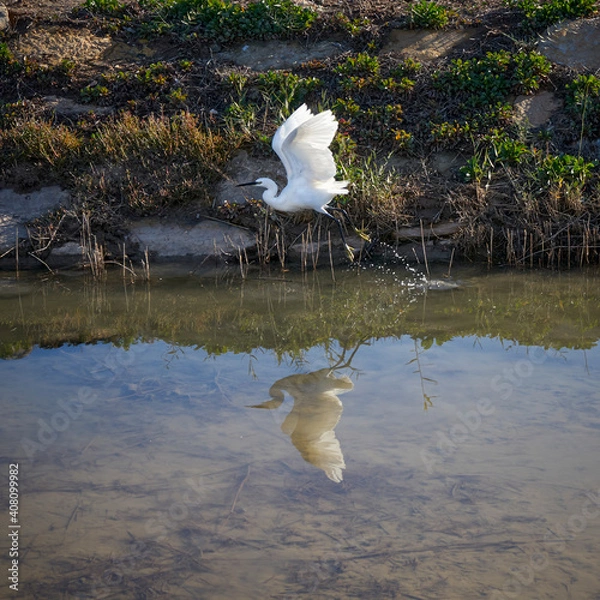 Obraz Little Egret Bird