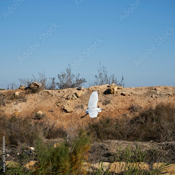 Obraz Little Egret Bird