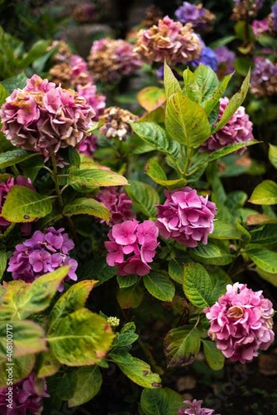 Obraz Colorful hydrangeas growing in spring.