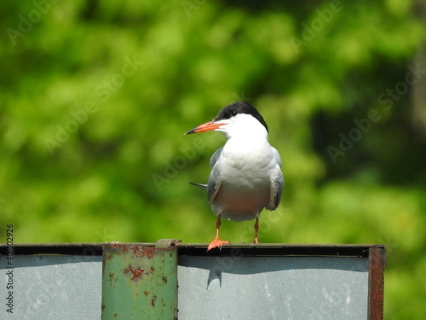 Fototapeta Tern on a perch