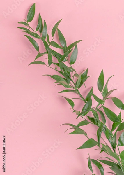 Fototapeta Flat lay the green branch lies diagonally across the frame on a pink background. Minimalistic composition.
