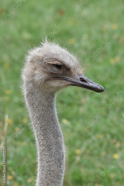 Obraz ostrich