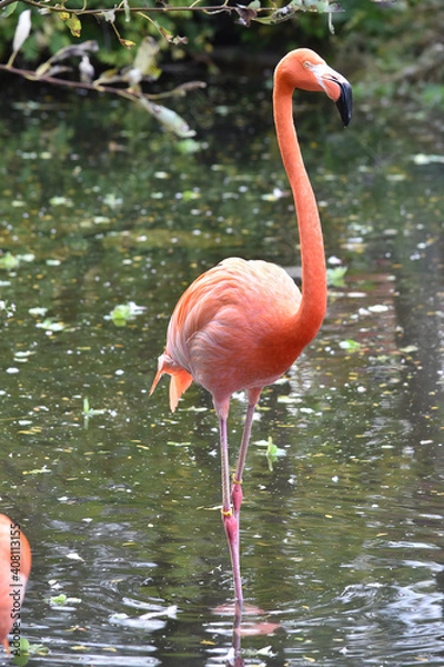 Obraz Flamingo