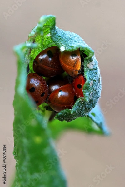 Fototapeta Bunch of ladybugs hiding in a leaf from the cold