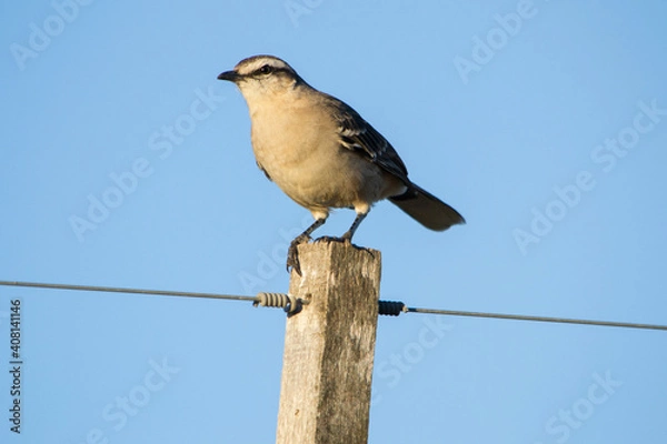Obraz Pequeña ave posada en madera