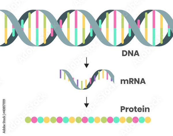 Obraz Protein syntesis schematic illustration. Illustration of the DNA, mRNA and polypeptide chain isolated on white