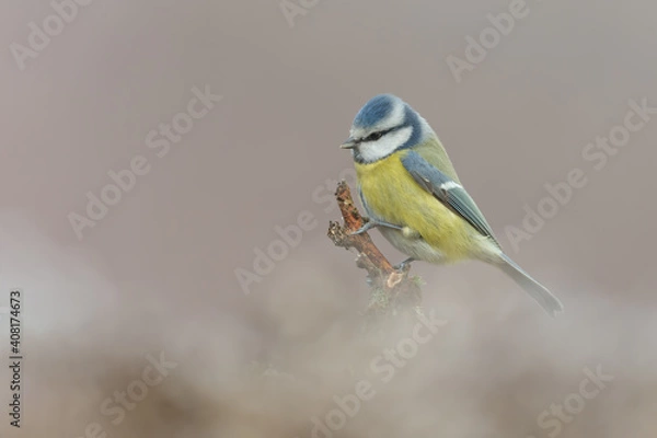 Fototapeta Bluetit 2021001
