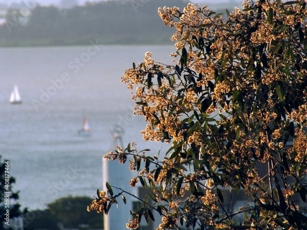 Obraz tree and lake, landscape of Porto Alegre, Brazil.