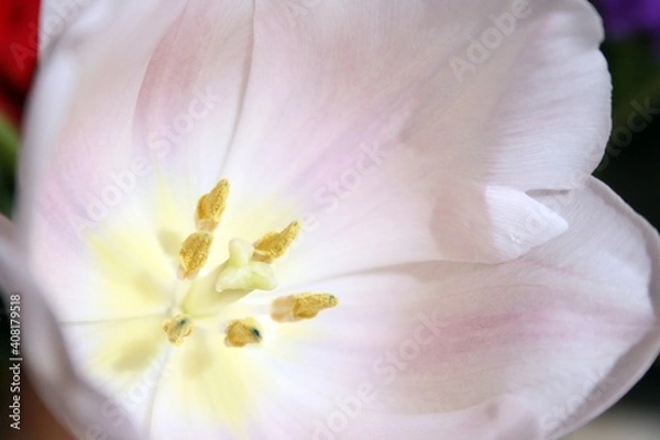 Fototapeta Flower Macro