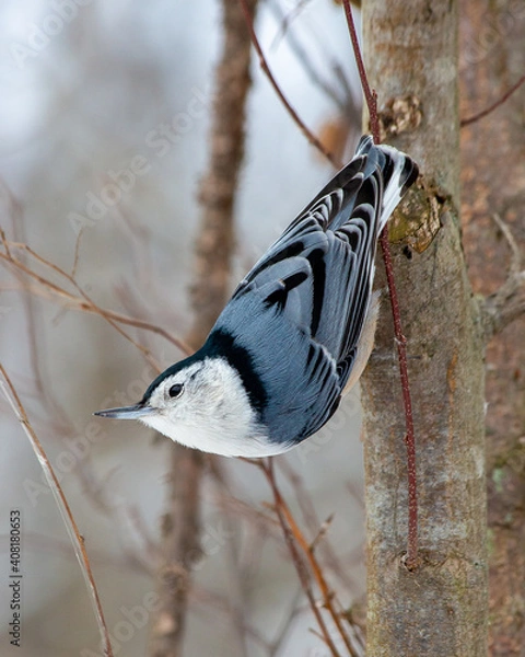 Fototapeta White Breasted Nuthatch