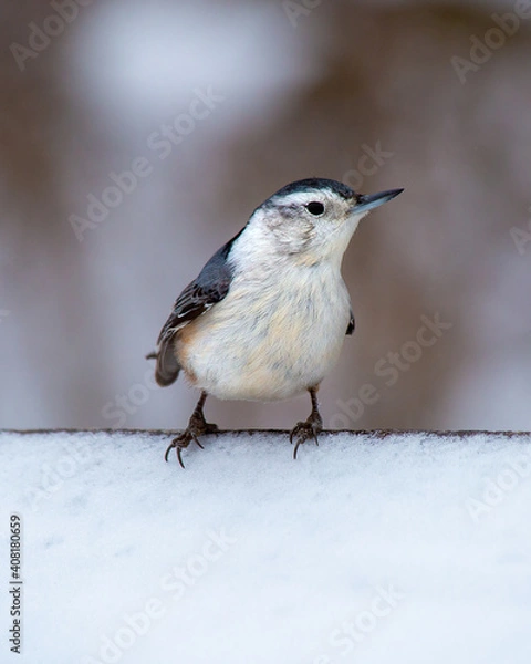 Fototapeta White Breasted Nuthatch perched