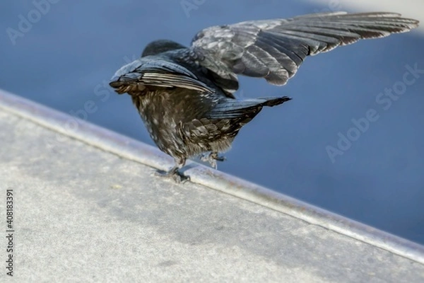 Obraz  Raven on a roof