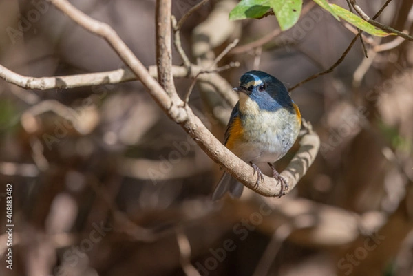 Obraz ルリビタキ