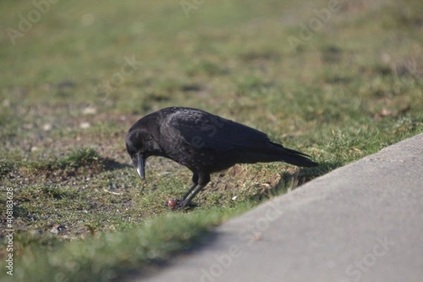 Obraz Crow feeding on grass