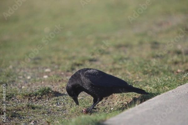 Obraz Crow feeding on grass