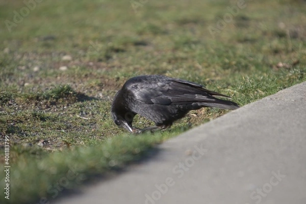 Obraz Crow feeding on grass