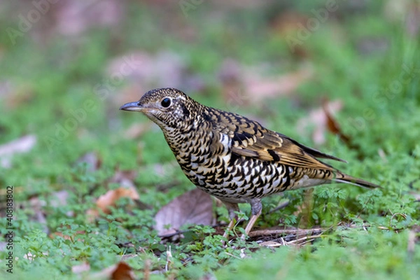 Obraz トラツグミ