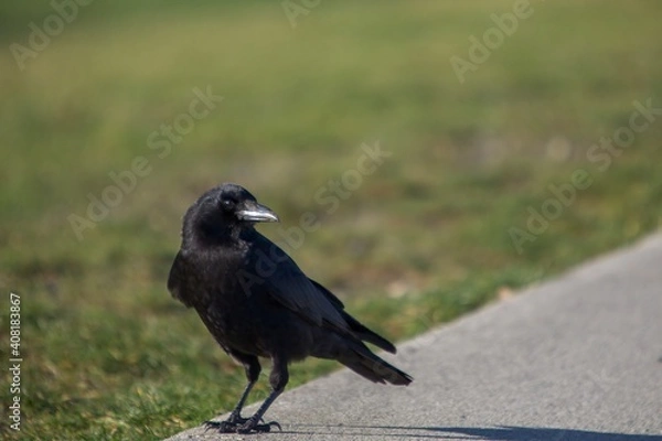 Obraz Crow feeding on grass