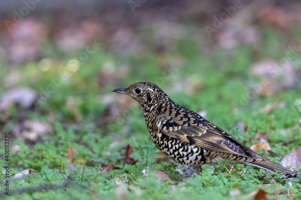 Obraz トラツグミ