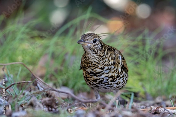 Obraz トラツグミ
