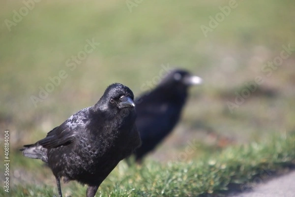 Obraz Crow feeding on grass