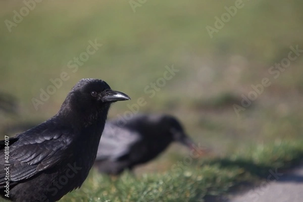 Obraz Crow feeding on grass