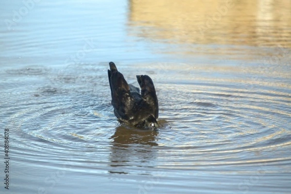 Obraz Crow bathing under the sun