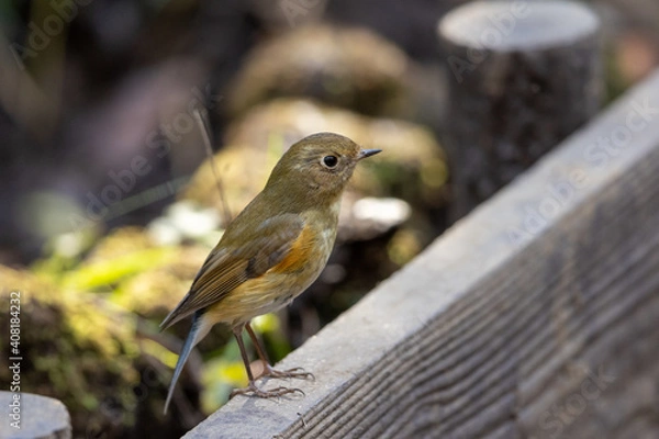 Obraz ルリビタキ