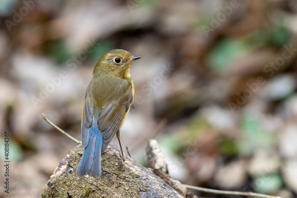 Obraz ルリビタキ