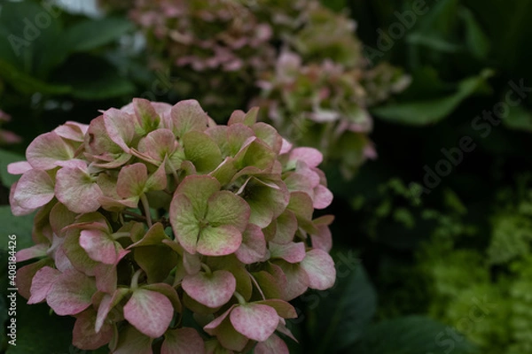 Fototapeta moody hydrangeas
