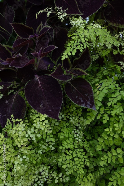 Fototapeta mixed green and purple foliage
