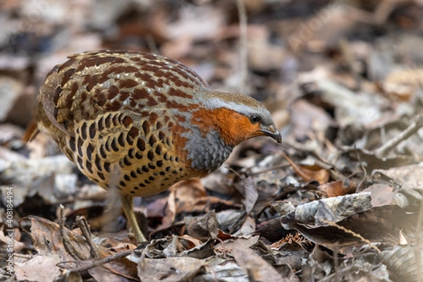 Obraz コジュケイ