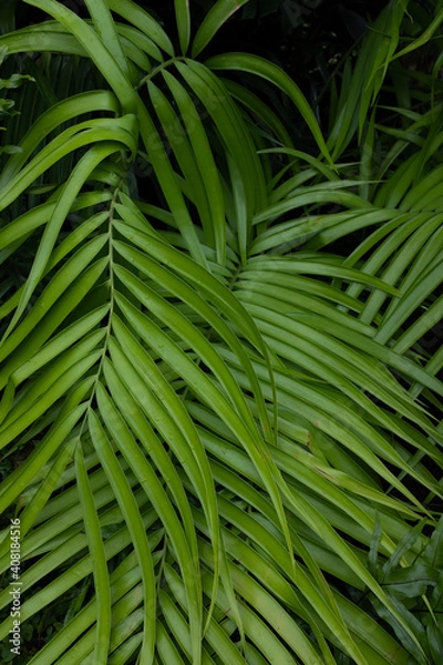 Fototapeta cascading palm fronds