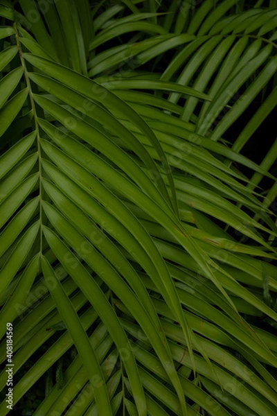 Obraz bright green palm fronds