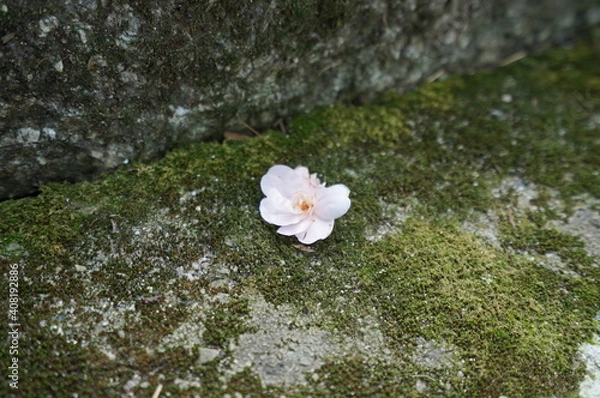 Obraz 風で飛ばされた花
