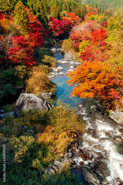 Fototapeta 愛知県豊田市　大井平公園の紅葉