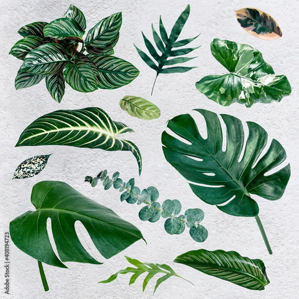 Fototapeta Gren tropical leaf design element set vector