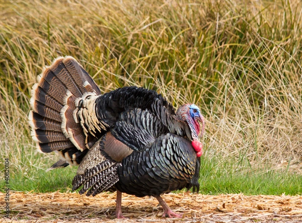 Fototapeta Turkey Tom