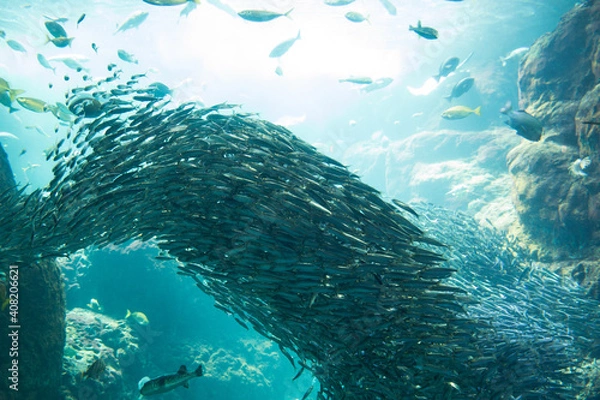 Obraz イワシの大群