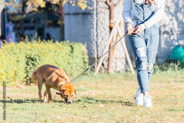 Fototapeta お散歩する犬と若い女性
