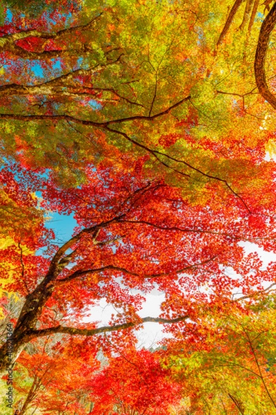 Fototapeta 愛知県豊田市　大井平公園の紅葉