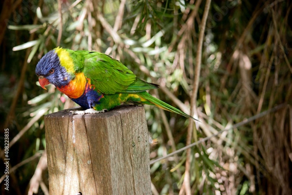 Fototapeta this is a side view of a rainbow lorikeet