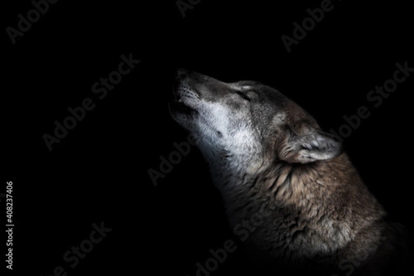 Obraz muzzle of a howling wolf close-up