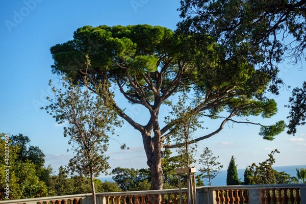 Fototapeta tree in the park