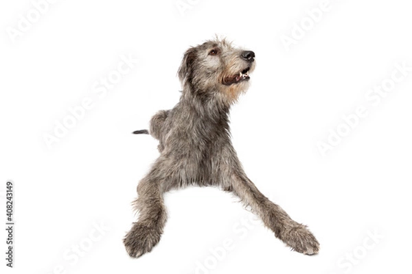 Obraz Irish wolfhound isolated on white