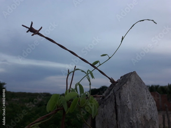 Fototapeta barbed wire fence