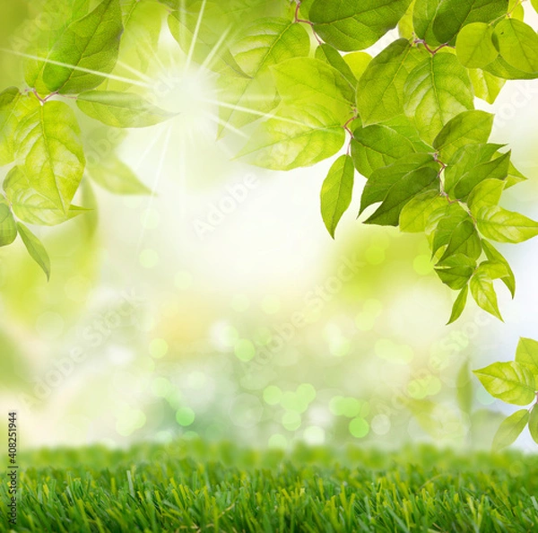 Obraz Closeup nature view with free space for text.Natural green background and green grassland.