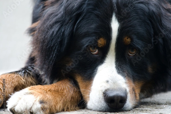 Obraz bernese dog